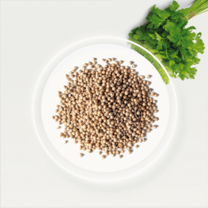 🌿 Coriander Seeds (Coriandrum sativum) – Fragrant, Citrusy & Versatile Spice